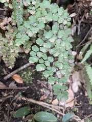 Adiantum chilense