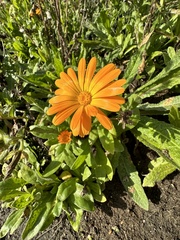 Calendula