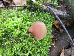 Auricularia auricula-judae