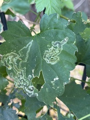 Phytomyza spondylii group