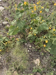 Malvaceae