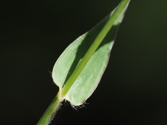 Urochloa reptans