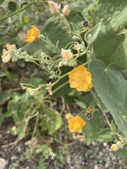 Malvaceae
