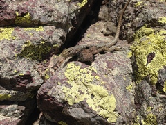 Archaeolacerta bedriagae