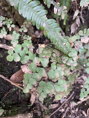 Adiantum chilense