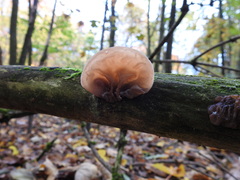 Auricularia auricula-judae