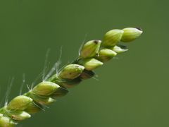 Urochloa reptans