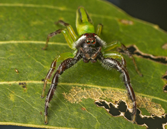 Mopsus mormon
