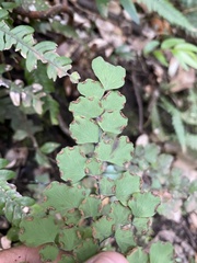 Adiantum chilense