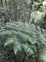 Lophosoria quadripinnata