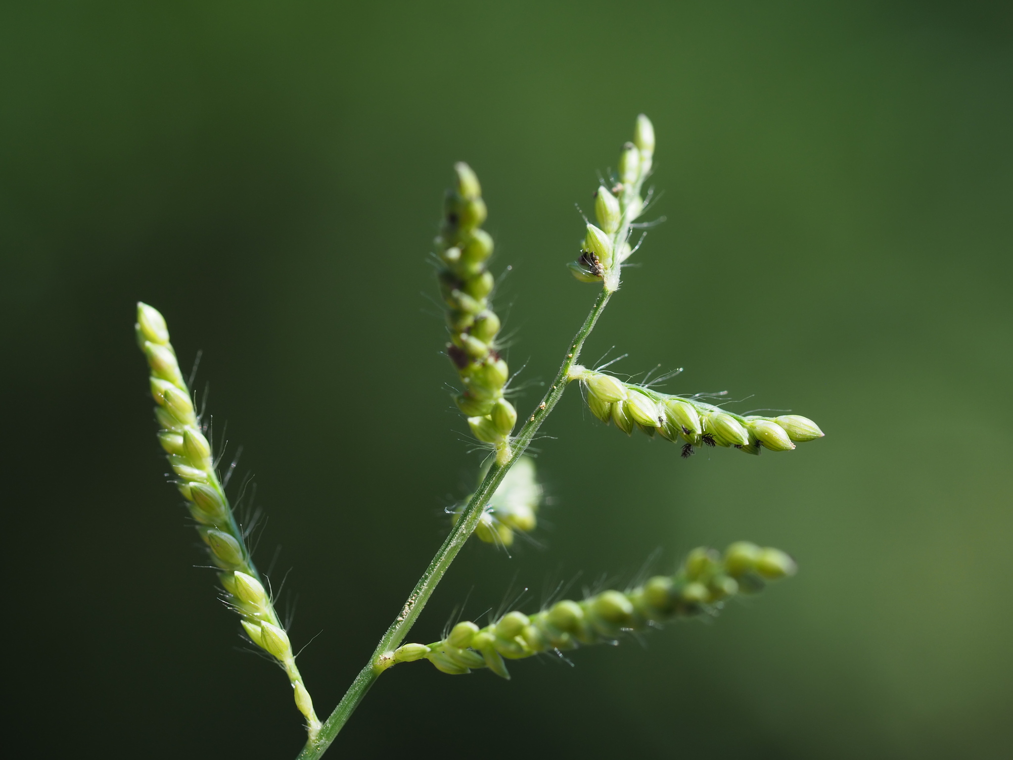 Urochloa reptans