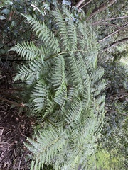 Lophosoria quadripinnata