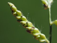 Urochloa reptans
