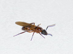 Camponotus atriceps