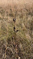 Penstemon grandiflorus
