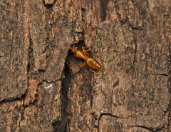 Opisthopsis jocosa