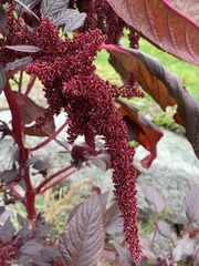 Amaranthus caudatus