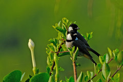 Pycnonotus leucotis