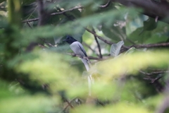 Terpsiphone paradisi