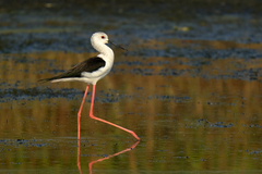 Himantopus himantopus