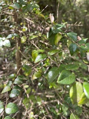 Rhaphithamnus spinosus