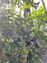 Rhaphithamnus spinosus