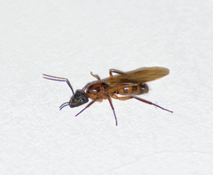 Camponotus atriceps