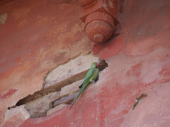Psittacula krameri