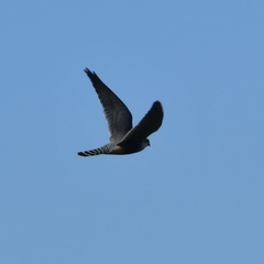 Falco femoralis