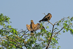 Milvus migrans