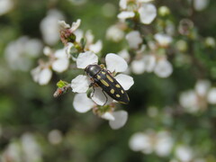 Castiarina crocicolor