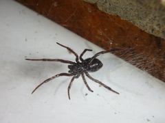 Steatoda paykulliana