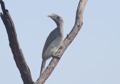 Ocyceros birostris