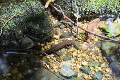 Cynops pyrrhogaster
