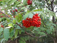 Sorbus aucuparia