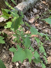 Viburnum acerifolium