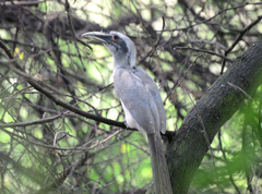Ocyceros birostris