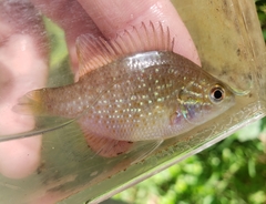 Lepomis marginatus