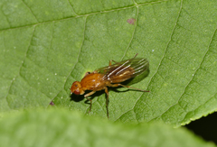 Psila fimetaria