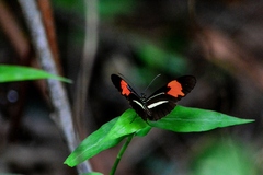 Heliconius erato