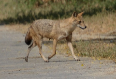 Canis aureus indicus