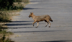 Canis aureus indicus