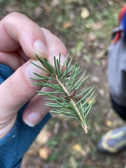 Choristoneura fumiferana