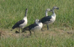 Sarkidiornis melanotos