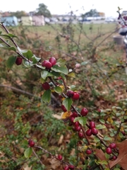 Cotoneaster divaricatus