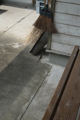 Plestiodon japonicus