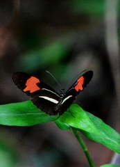 Heliconius erato