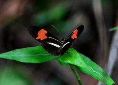 Heliconius erato