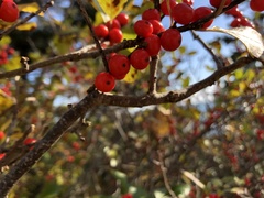 Ilex verticillata