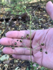 Scrophularia marilandica